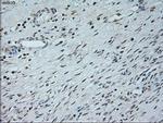 Neurogenin 1 Antibody in Immunohistochemistry (Paraffin) (IHC (P))