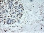 Neurogenin 1 Antibody in Immunohistochemistry (Paraffin) (IHC (P))