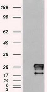 Neurogenin 1 Antibody in Western Blot (WB)