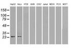 Neurogenin 1 Antibody in Western Blot (WB)