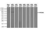 Prominin 2 Antibody in Western Blot (WB)