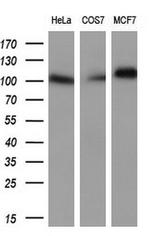 Prominin 2 Antibody in Western Blot (WB)