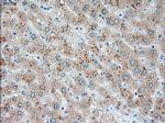 USP13 Antibody in Immunohistochemistry (Paraffin) (IHC (P))