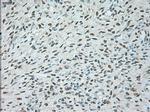 USP13 Antibody in Immunohistochemistry (Paraffin) (IHC (P))