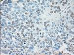 USP13 Antibody in Immunohistochemistry (Paraffin) (IHC (P))