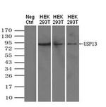 USP13 Antibody in Western Blot (WB)