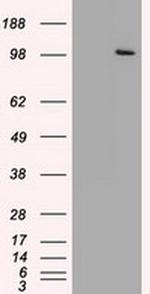 USP13 Antibody in Western Blot (WB)