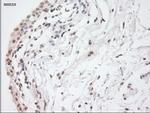 GAD67 Antibody in Immunohistochemistry (Paraffin) (IHC (P))