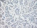 GAD67 Antibody in Immunohistochemistry (Paraffin) (IHC (P))