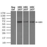 GAD67 Antibody in Western Blot (WB)