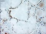 GAD67 Antibody in Immunohistochemistry (Paraffin) (IHC (P))