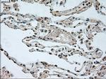 GAD67 Antibody in Immunohistochemistry (Paraffin) (IHC (P))