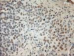 GAD67 Antibody in Immunohistochemistry (Paraffin) (IHC (P))