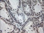 Prominin 2 Antibody in Immunohistochemistry (Paraffin) (IHC (P))