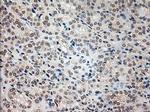 Prominin 2 Antibody in Immunohistochemistry (Paraffin) (IHC (P))