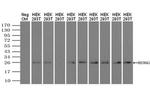 Neurogenin 1 Antibody in Western Blot (WB)