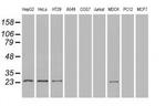 Neurogenin 1 Antibody in Western Blot (WB)