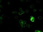 Prominin 2 Antibody in Immunocytochemistry (ICC/IF)