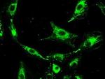 Prominin 2 Antibody in Immunocytochemistry (ICC/IF)