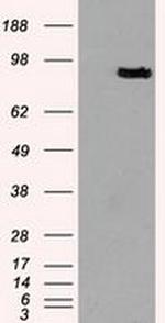 Prominin 2 Antibody in Western Blot (WB)