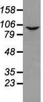 Prominin 2 Antibody in Western Blot (WB)