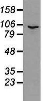 Prominin 2 Antibody in Western Blot (WB)