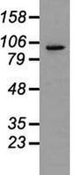 Prominin 2 Antibody in Western Blot (WB)