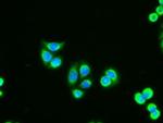 Adenylate Kinase 1 Antibody in Immunocytochemistry (ICC/IF)