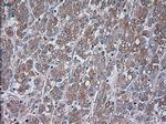 TRPM4 Antibody in Immunohistochemistry (Paraffin) (IHC (P))