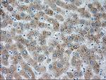 SIGLEC9 Antibody in Immunohistochemistry (Paraffin) (IHC (P))