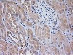 SIGLEC9 Antibody in Immunohistochemistry (Paraffin) (IHC (P))