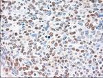 SIGLEC9 Antibody in Immunohistochemistry (Paraffin) (IHC (P))