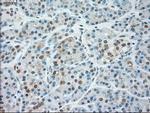 SIGLEC9 Antibody in Immunohistochemistry (Paraffin) (IHC (P))