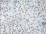 TRPM4 Antibody in Immunohistochemistry (Paraffin) (IHC (P))