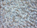 TRPM4 Antibody in Immunohistochemistry (Paraffin) (IHC (P))