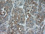 TRPM4 Antibody in Immunohistochemistry (Paraffin) (IHC (P))