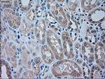 TRPM4 Antibody in Immunohistochemistry (Paraffin) (IHC (P))