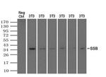 SSB Antibody in Western Blot (WB)