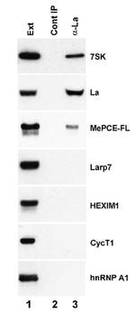 SSB Antibody in Western Blot (WB)