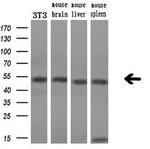 SSB Antibody in Western Blot (WB)