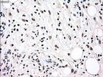 RAD9 Antibody in Immunohistochemistry (Paraffin) (IHC (P))