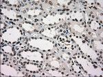 GCK Antibody in Immunohistochemistry (Paraffin) (IHC (P))