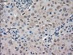 VMAT2 Antibody in Immunohistochemistry (Paraffin) (IHC (P))