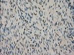 VMAT2 Antibody in Immunohistochemistry (Paraffin) (IHC (P))