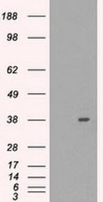 MRI1 Antibody in Western Blot (WB)