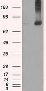 Kindlin 2 Antibody in Western Blot (WB)