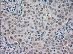 TMEM100 Antibody in Immunohistochemistry (Paraffin) (IHC (P))