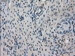 TMEM100 Antibody in Immunohistochemistry (Paraffin) (IHC (P))