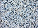 TMEM100 Antibody in Immunohistochemistry (Paraffin) (IHC (P))