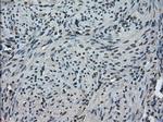 TMEM100 Antibody in Immunohistochemistry (Paraffin) (IHC (P))